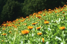 The LUNASOL´s calendula